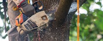 Best Tree Health Inspection  in Jackson, MN