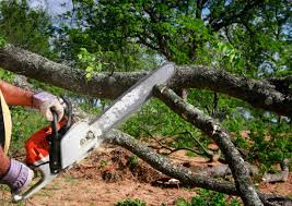 Best Emergency Tree Removal  in Jackson, MN