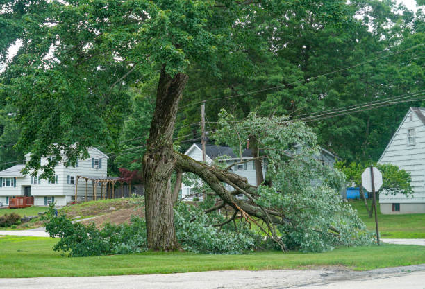 Leaf Removal in Jackson, MN