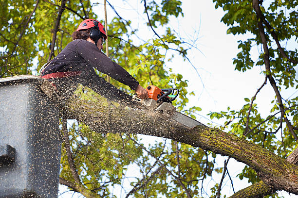 Best Lawn Grading and Leveling  in Jackson, MN